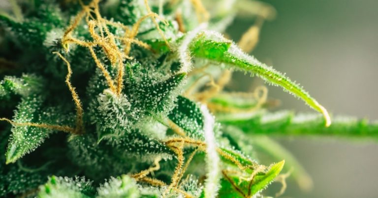 4 Tips For Choosing Your CBD Flower Strains