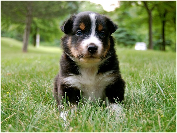 Reasons Not to Keep an Australian Shepherd