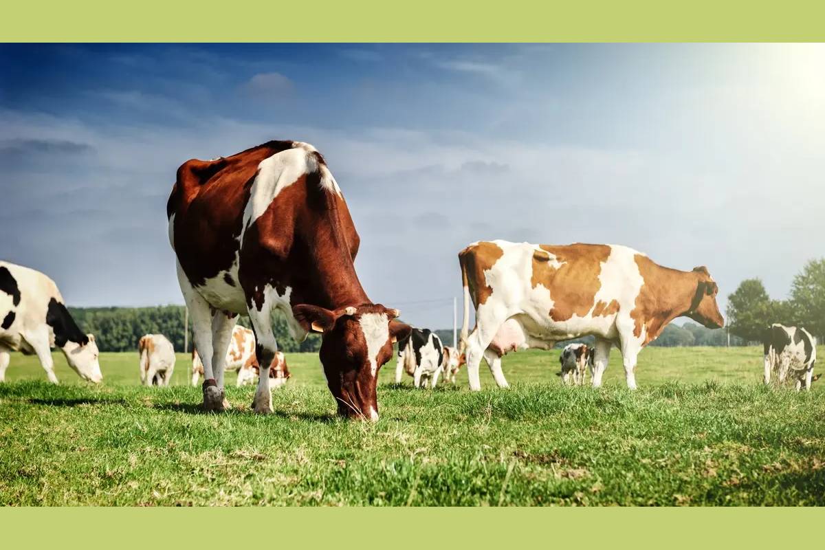 The four compartments of a cow's stomach