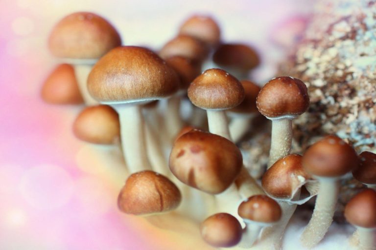 Uncovering The Dangers Behind Shroom Edibles